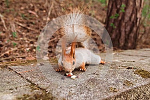 A curious red-gray squirrel cautiously sneaks up on nuts