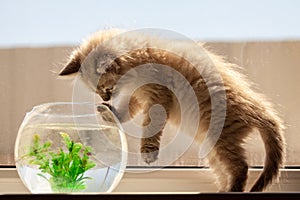 curious red kitten with goldfish in a fishbowl