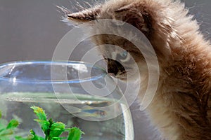 curious red kitten with goldfish in a fishbowl