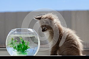 curious red kitten with goldfish in a fishbowl