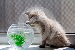 Curious red kitten with goldfish in a fishbowl