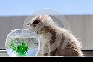 curious red kitten with goldfish in a fishbowl