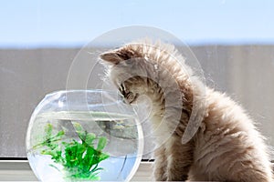 curious red kitten with goldfish in a fishbowl