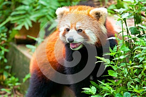 Curious red panda bear