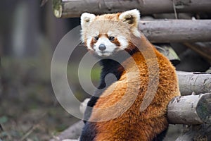 Curious red panda bear