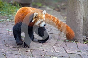 Curious red panda bear