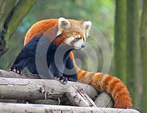 Curious red panda bear