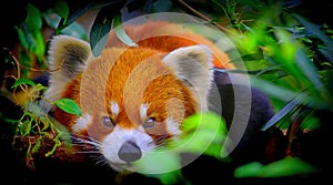Curious red panda photo