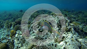 Curious Red Sea junker on reef