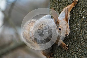 Curious red squirrel climbing on the tree