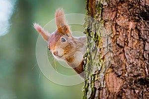 Curious red squirrel peeking behind the tree trunk