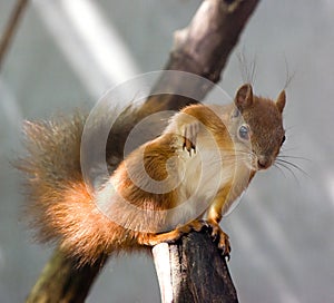 Curious red squirrel (Sciurus vulgaris)