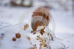 Curious red squirrel in the winter forest