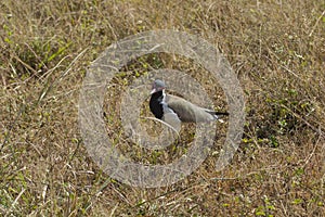 Curious Red Wattled Lapwing with Head Til