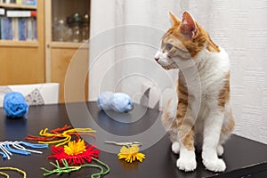 curious red-white cat on table playinf with threads