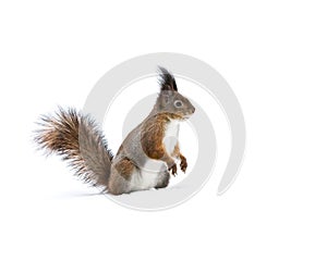 Red young squirrel standing on snowy ground