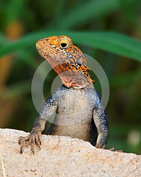 curious redhead agama on a wall