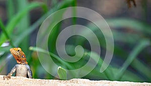 curious redhead agama on a wall