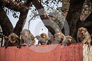 Curious rhesus macaques, Uttar Pradesh, Varanasi, India photo