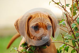 Curious Rhodesian puppy