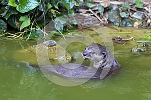 Curious River Otter