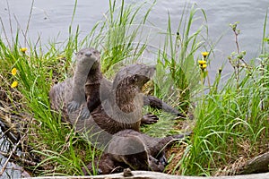 Curious River Otter Mom and Pups Family