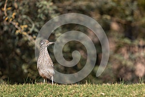 Curious Roadrunner in Arizona