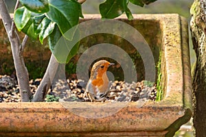 Curious Robin Standing in a Flower Pot