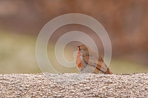 Curious Robin Standing on top of a Wall