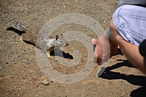 Curious rodent looking into camera