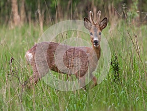 Curious Roe deer