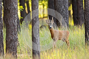 Curious roe deer buck approaching in pine forest with green grass.