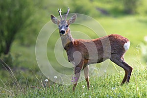 curious roe deer buck in natural habitat