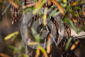 Curious Ruby-Crowned Kinglet