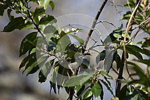 Curious Ruby-Crowned Kinglet