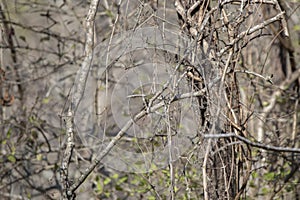 Curious Ruby-Crowned Kinglet