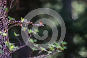 Curious Rufous Hummingbird Girdwood, Alaska