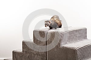 Curious Sable Ferret