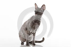 Curious and Scared Black Cornish Rex Cat Sitting on the White Table with Reflection. White Background. Portrait. Looking Right.