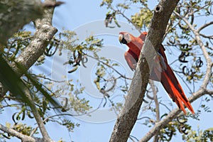 Curious Scarlet Macaw in Costa Rica