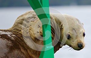 Curious Sea Lion