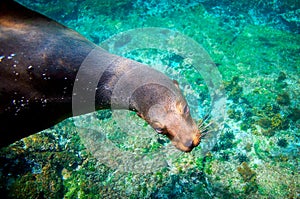 Curious sea lion Galapagos underwater