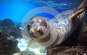 Curious sea lion underwater photo