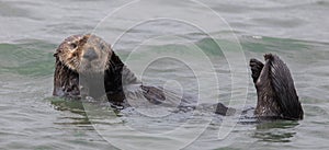 Curious Sea Otter Enhydra lutris floating in Monterey Bay of the Pacific Ocean.