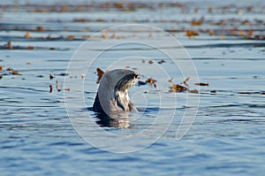 Curious sea otter pokes it head up in a kelp bed in the early morning light of summer