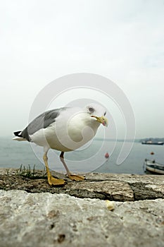 Curious seagull