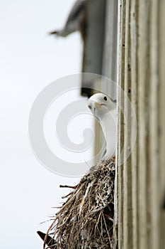 Curious seagull