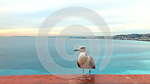 Curious seagull bird looking into camera against blue sea in Nice, France. cityscape top view of French riviera. enjoying french