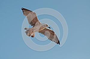 Curious seagull looking at the camera
