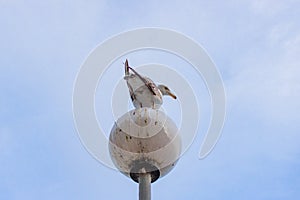 Curious seagull rear view